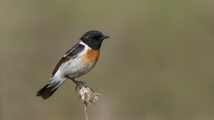 European Stonechat.
