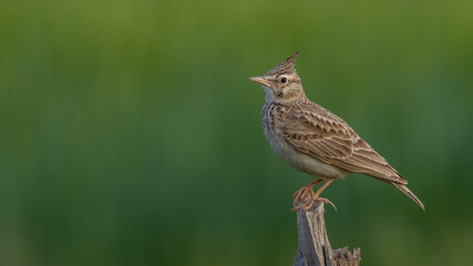 Crested Lark perched on a tree.