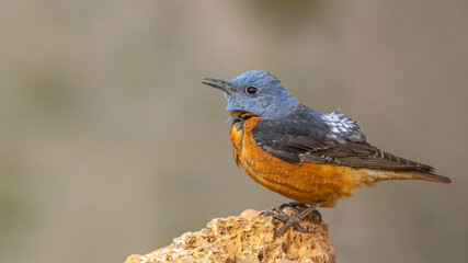 Male Rock Thrush perched on a rock.