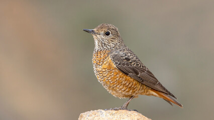 Female Rock Thrush perched on a rock.