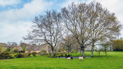Kerhinet, Saint-Lyphard, Brittany, France: Sheep grazing at Kerhinet Historic Village in Briere Natural Park
