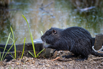A black fur nutria sits on the ground perpendicular to the camera lens and eats green grass on the river bank on a cloudy spring evening.	