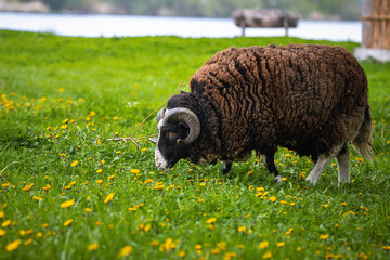 Romanov Ram stands on the green grass with dandelions and eats perpendicular to the camera lens on a spring evening.	