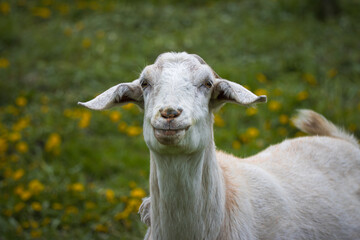 Obraz premium A female goat portrait with a green grass background. A female goat looks right toward the camera lens on a spring evening. 
