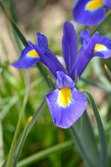Doutch iris Blue Magic flower