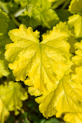 Coral Bells Electric Lime leaves