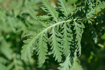 Common tansy leaves