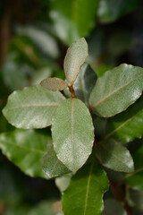 Oleaster Compacta leaves