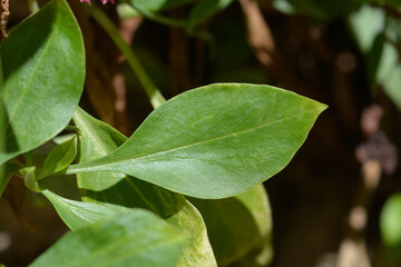 Red valerian leaves