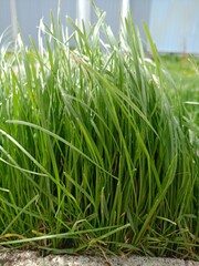 Fototapeta premium grass