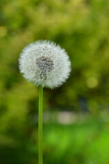 One white fluffy dandelion on green blurred background. Closeup photo outdoors. Free copy space.