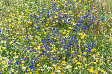Fototapeta premium Campo lleno de vegetación y múltiples flores silvestres de diversos colores en primavera