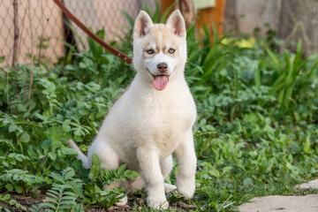 beautiful husky malamute pomsky siberian husky puppy in the park on green grass on a leash