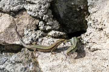 A lizard is perched on a rock, absorbing the warmth of the suns rays. The reptile appears relaxed as it sits motionless, blending into its surroundings.