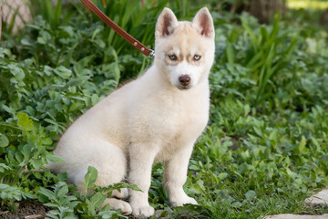 beautiful husky malamute pomsky siberian husky puppy in the park on green grass on a leash © Alina Ziabrieva