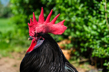A close-up view of a rooster showing its vibrant red head and distinctive features. The rooster is prominently displayed in the center of the frame, capturing its bold colors