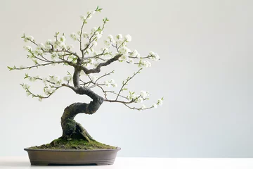  bonsai tree isolated on white, Delight in the serene elegance of a bonsai plum tree, standing gracefully against a pristine white background © SANA