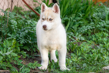 beautiful husky malamute pomsky siberian husky puppy in the park on green grass on a leash