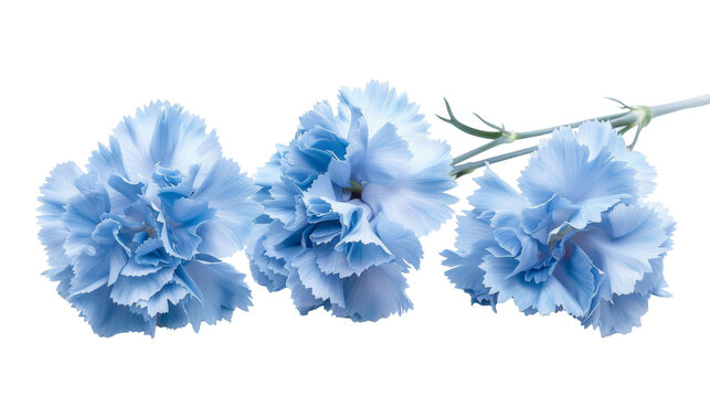 Vibrant blue carnations with detailed petals lying on a flat surface