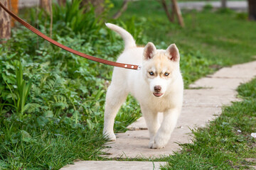 beautiful husky malamute pomsky siberian husky puppy in the park on green grass on a leash - obrazy, fototapety, plakaty
