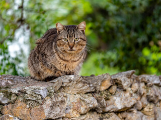 A stray cat looks at us suspiciously, lying on a stone fence.