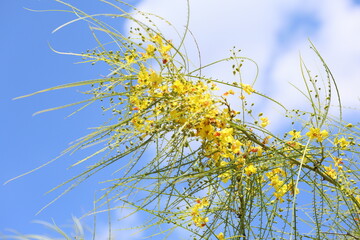 Parkinsonia aculeata is a species of perennial flowering tree in the pea family, Fabaceae