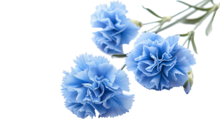 A serene display of blue carnations with soft, intricate petals on a clear white backdrop