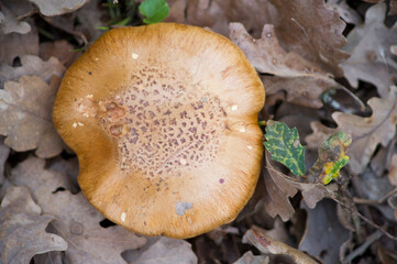 mushroom on the ground and leaves