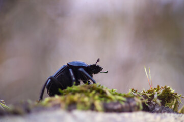 Scarabaeus cfr rusticus semipunctatus, dung beetle. Sardinia, Italy.