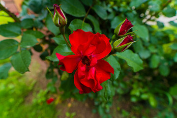 red hibiscus flower