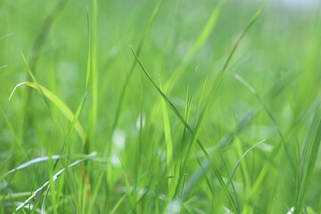 green grass background