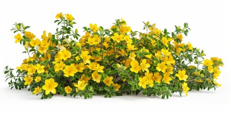 Obraz premium bush decorative landscape design isolated on white background