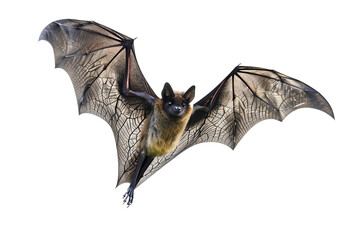 Fototapeta premium Fledermaus isoliert an weißem Hintergrund