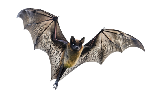 Fledermaus isoliert an weißem Hintergrund