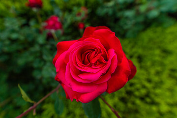 red rose in garden