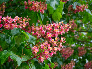 Blossoms of a Red horse chestnut (Aesculus x carnea)