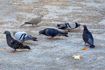 group of colourful pigeons (Columba livia) looking for food on the ground. selective focus