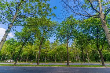 trees in the park