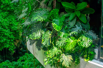 Green leaves of Monstera plant growing in wild, the tropical forest plant evergreen growing on the...