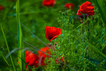 red poppy flowers in field