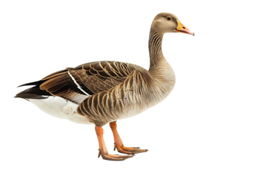 Ente isoliert an weißem Hintergrund