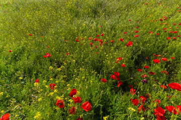 field of poppies
