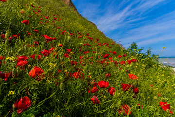 field of poppies