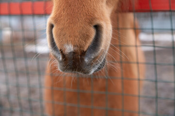 horse nose and lips close-up, muzzle of brown bay horse against background of square metal fence