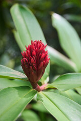 Tropical pink ginger flowers ( latin name Alpinia purpurata) , red ginger, also called ostrich plume and pink cone ginger