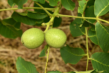 On a branch of a walnut tree, green ovaries of two walnut fruits formed.