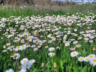 pâquerettes, Bellis perennis, France, Europe 