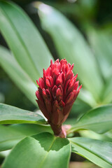 Tropical pink ginger flowers ( latin name Alpinia purpurata) , red ginger, also called ostrich...