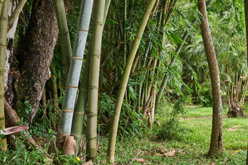 Scenic bamboo alley trees view