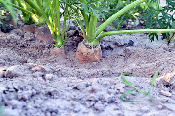 A row of ripe carrots with green leaves that grow in a vegetable garden.